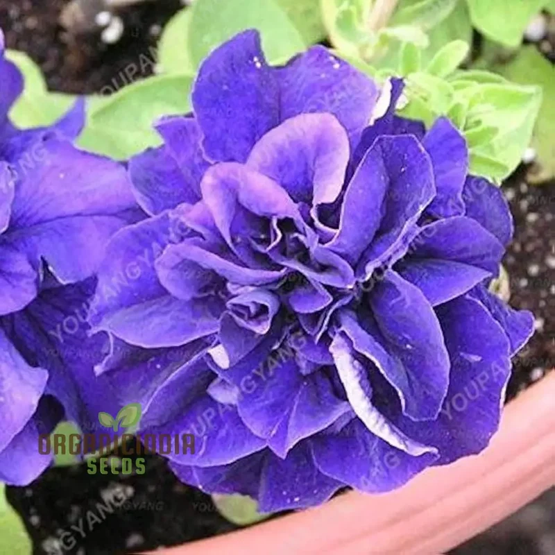 Petunia Seeds Double Cascade Blue, Planting