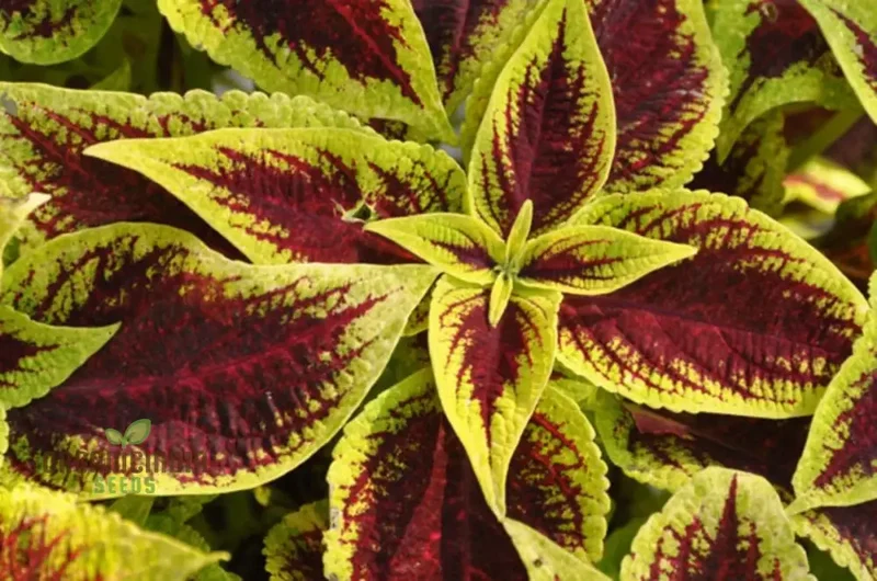 Coleus Premium Sun Purple Gold Seeds, Planting