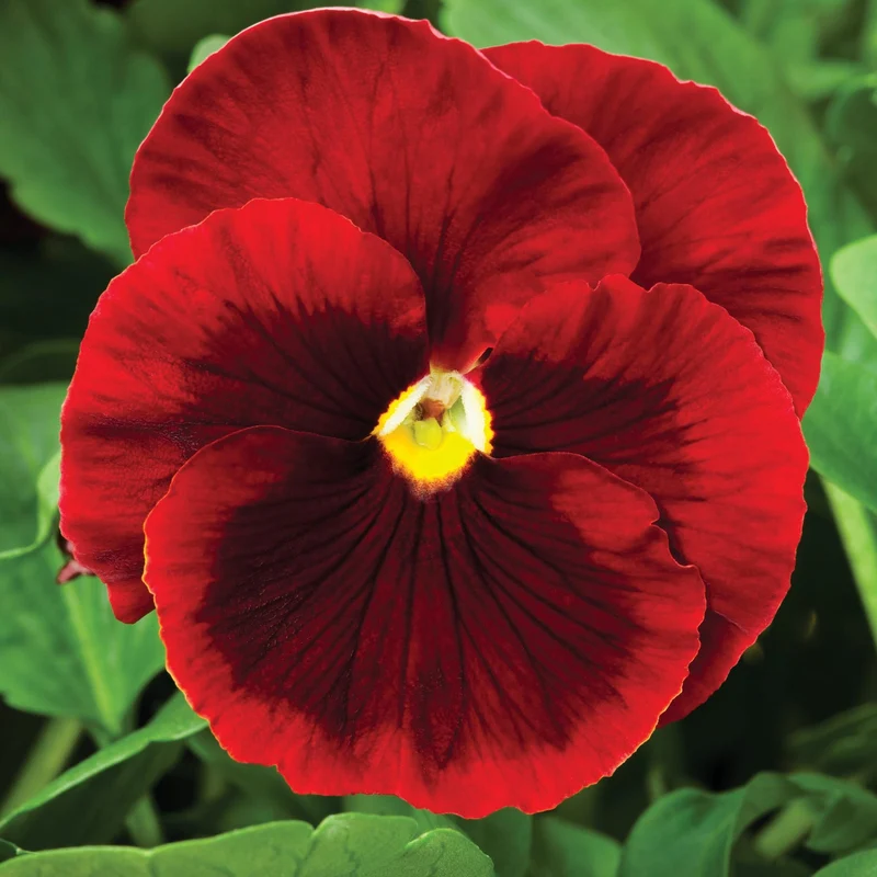 Red Pansy Seeds with Face for Planting