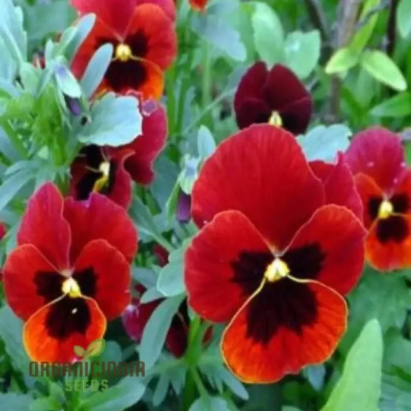Red Pansy Seeds with Face for Planting