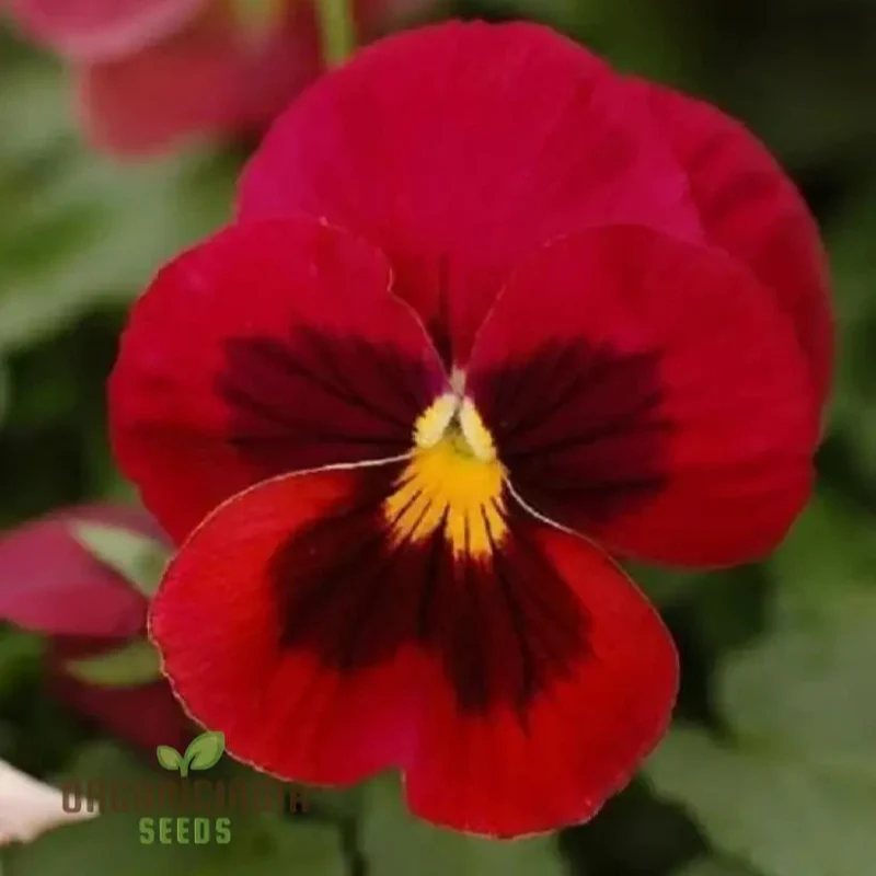 Red Pansy Seeds with Face for Planting