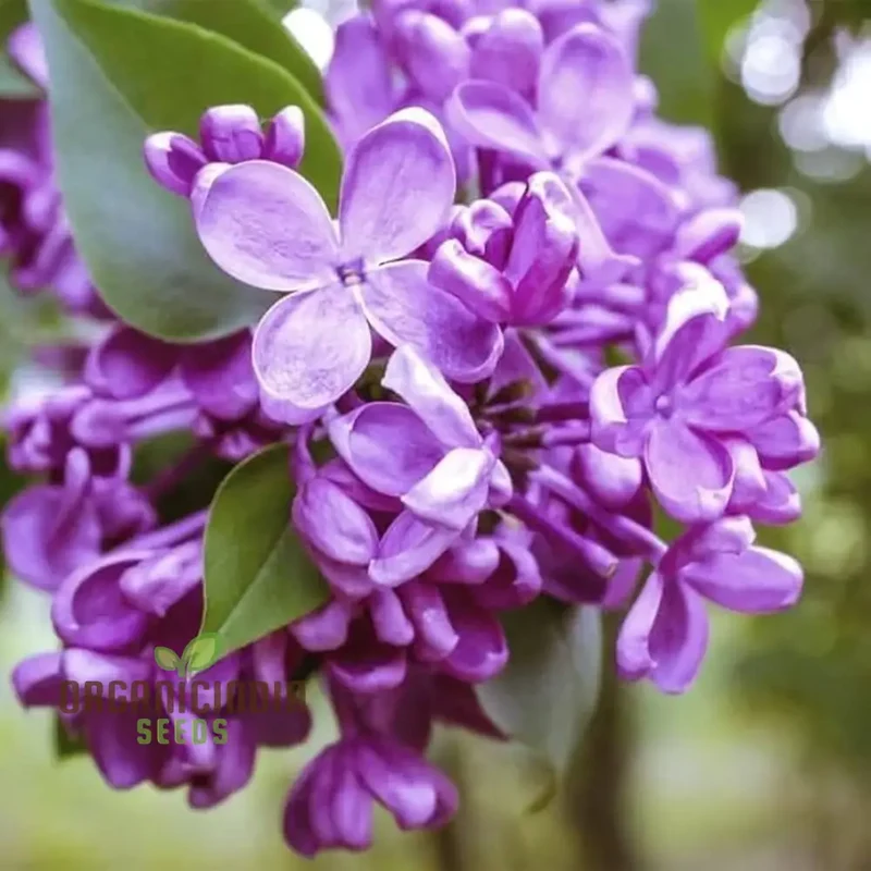 Lilac Seeds (Japanese Lilac Seeds) - Fragrant Creamy White Blooms for Landscaping