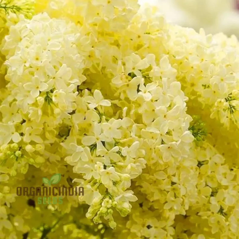 Lilac Seeds (Japanese Lilac Seeds) - Fragrant Creamy White Blooms for Landscaping