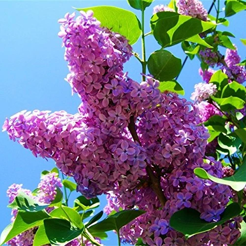 Lilac Seeds (Japanese Lilac Seeds) - Fragrant Creamy White Blooms for Landscaping