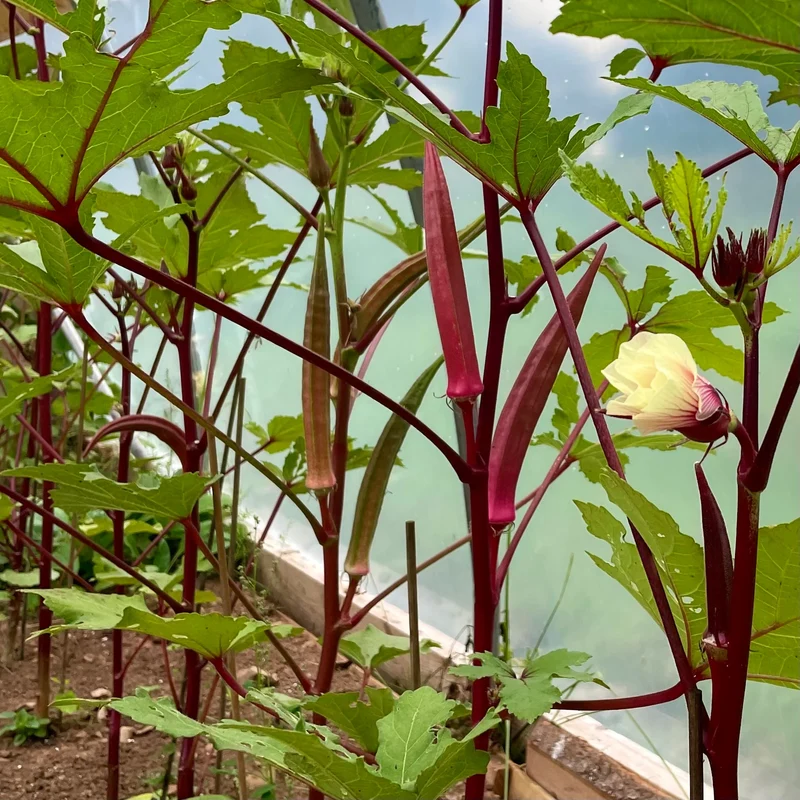 Red Burgundy Okra Seeds for Planting