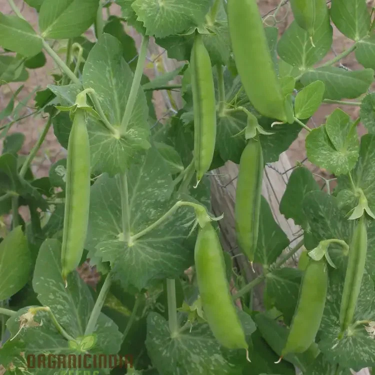 Lincoln Pea Seeds (Heirloom, Organic, Non-GMO)