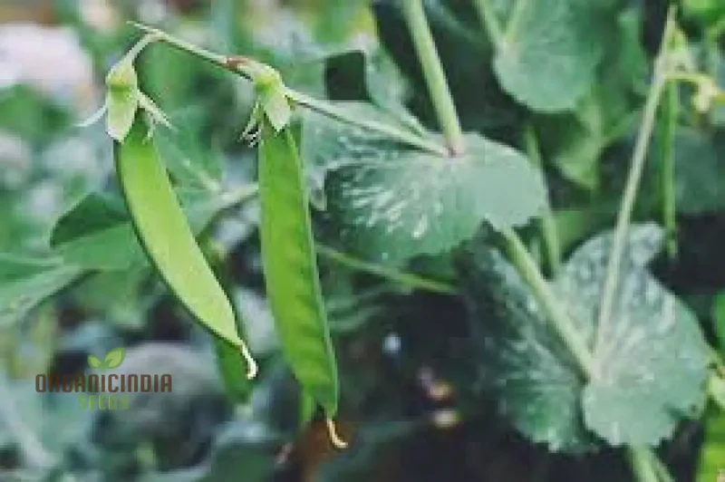 Lincoln Pea Seeds (Heirloom, Organic, Non-GMO)