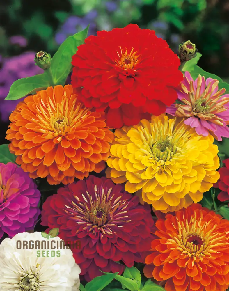 Super Giant Zinnia Mix Seeds – Large Summer Flower Blooms