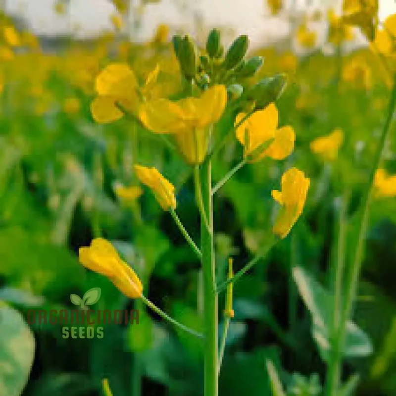 Southern Giant Curled Mustard Seeds, Planting