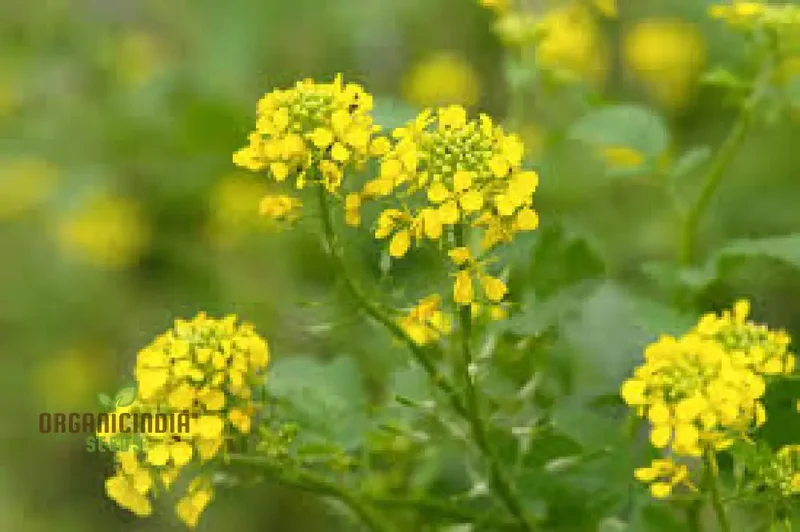Southern Giant Curled Mustard Seeds, Planting