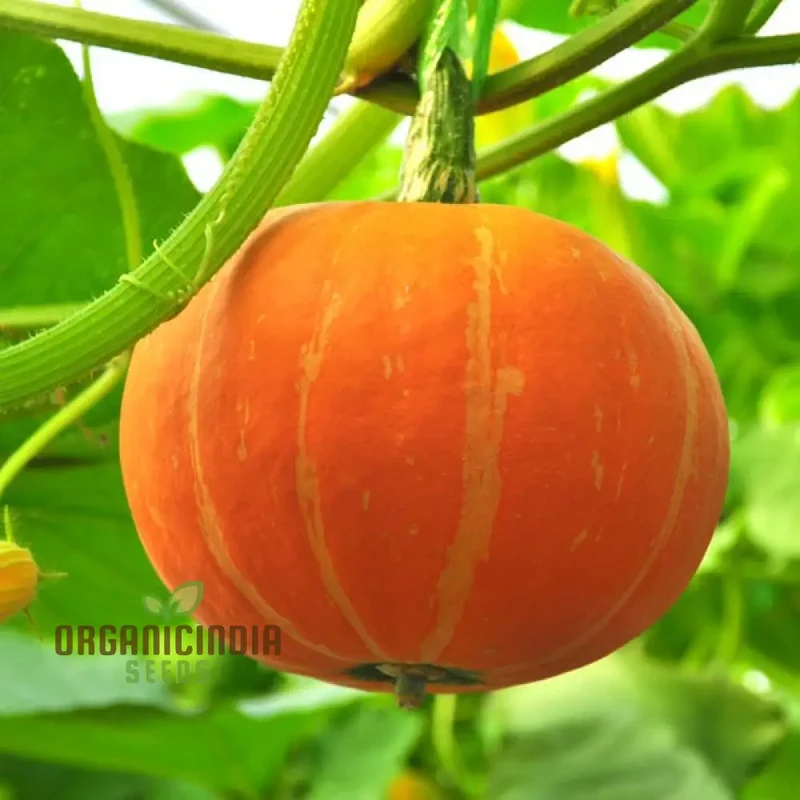 Pumpkin Cucurbita Seeds for Planting