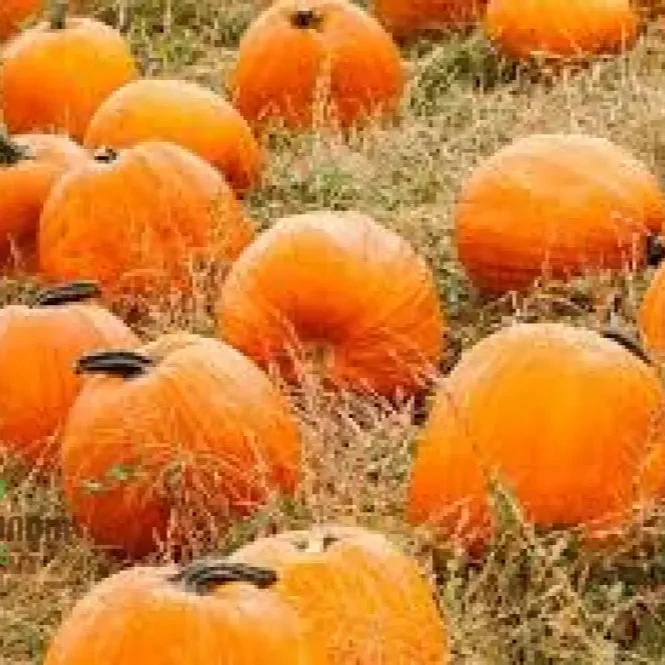 Pumpkin Cucurbita Seeds for Planting