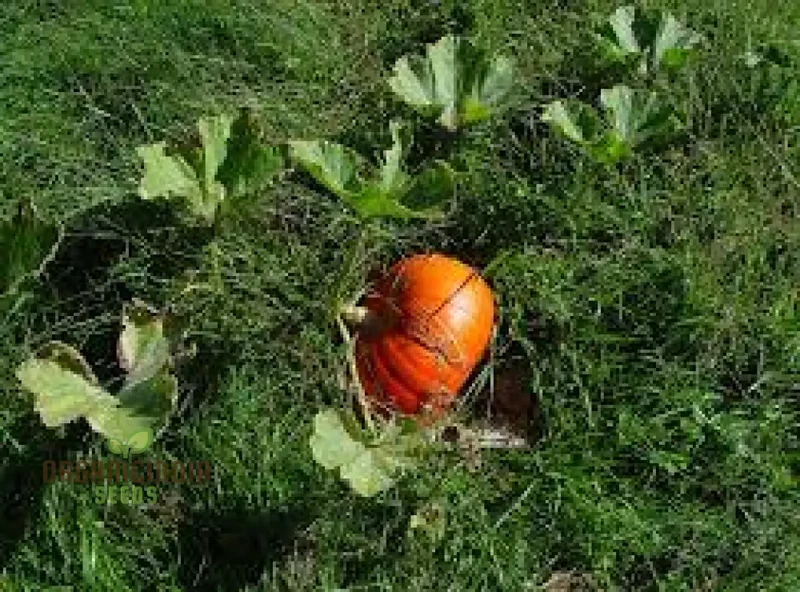 Pumpkin Cucurbita Seeds for Planting