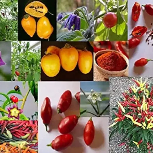 Capsicum, Chili ,Pepper Seeds for Planting