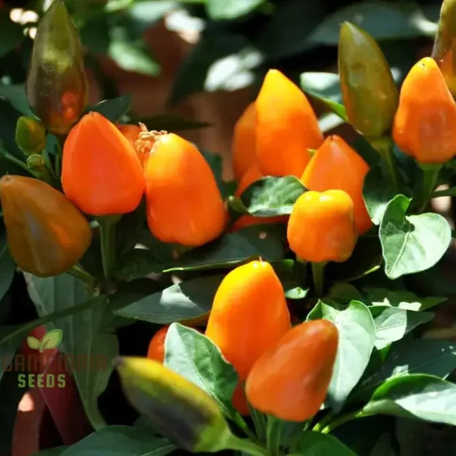 Capsicum, Chili ,Pepper Seeds for Planting