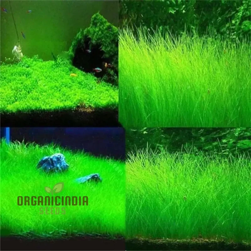Aquarium Fish Tank Grass Seeds for Planting - 100 pcs