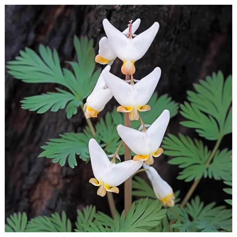 Semi-California Flower Seeds – Easy Grow Outdoor Garden Blooms