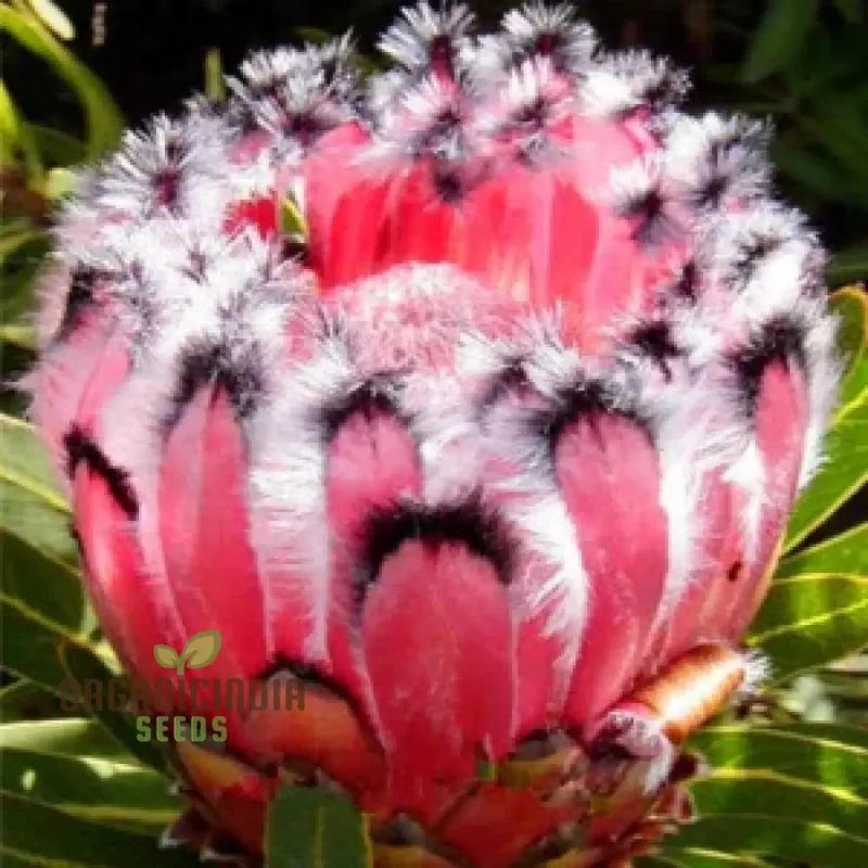 Semi-California Flower Seeds – Easy Grow Outdoor Garden Blooms