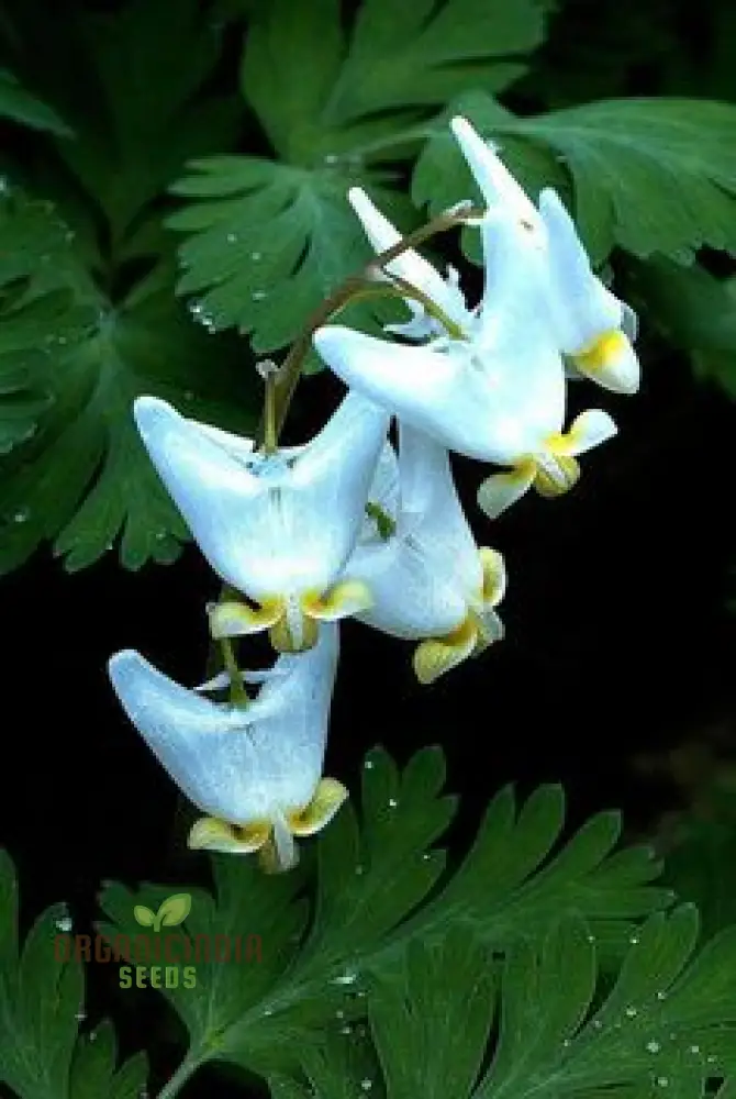 Semi-California Flower Seeds – Easy Grow Outdoor Garden Blooms