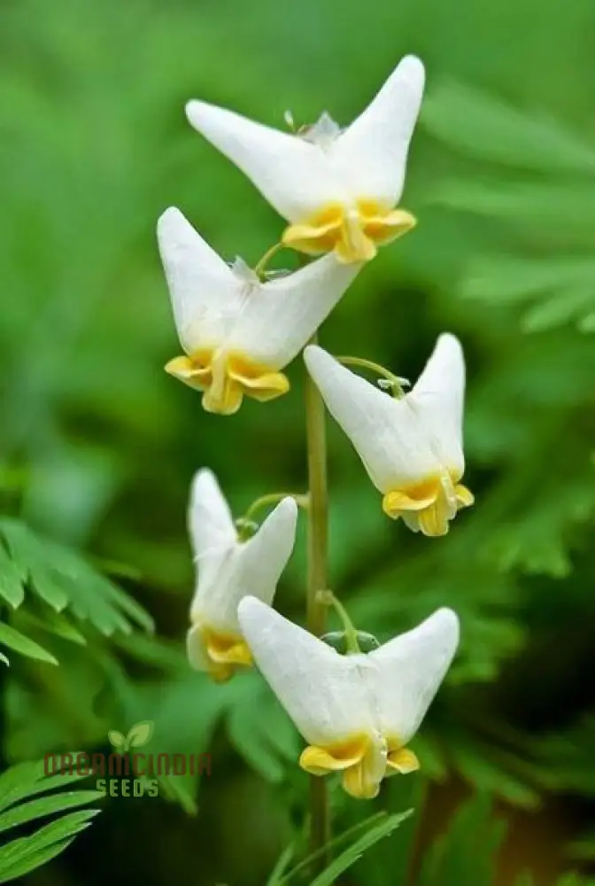 Semi-California Flower Seeds – Easy Grow Outdoor Garden Blooms