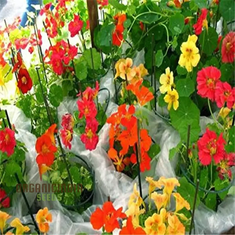 Nasturtium Flower Seeds for Planting - 100 pcs
