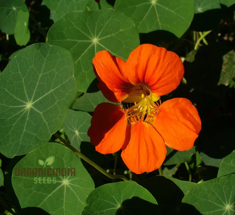 Nasturtium Flower Seeds for Planting - 100 pcs