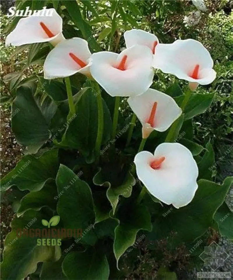 Calla Lily Seeds for Planting - 100 pcs