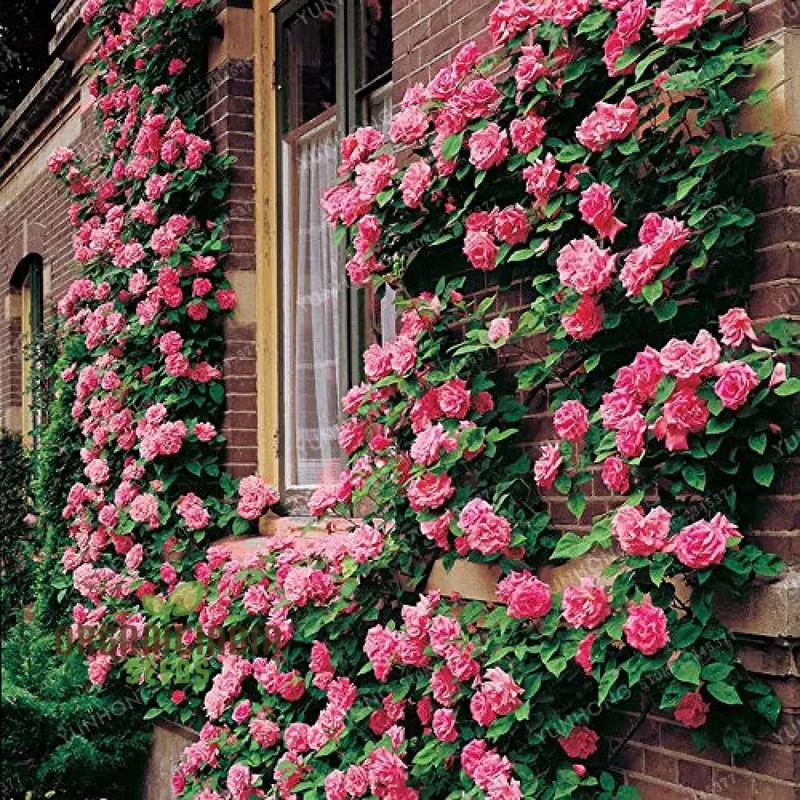 Rampicante Rose Bonsai Seeds for Planting - 100 pcs