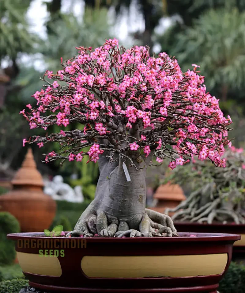 Rampicante Rose Bonsai Seeds for Planting - 100 pcs