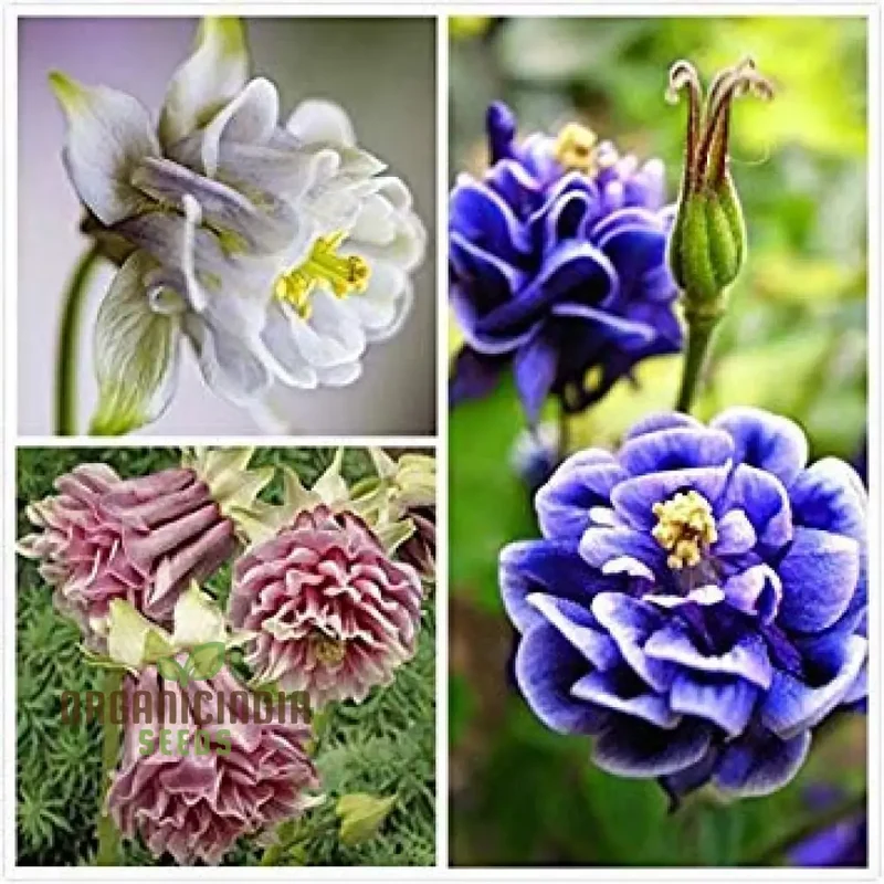 Double Petunia Flower Seeds, Planting - 100 pcs