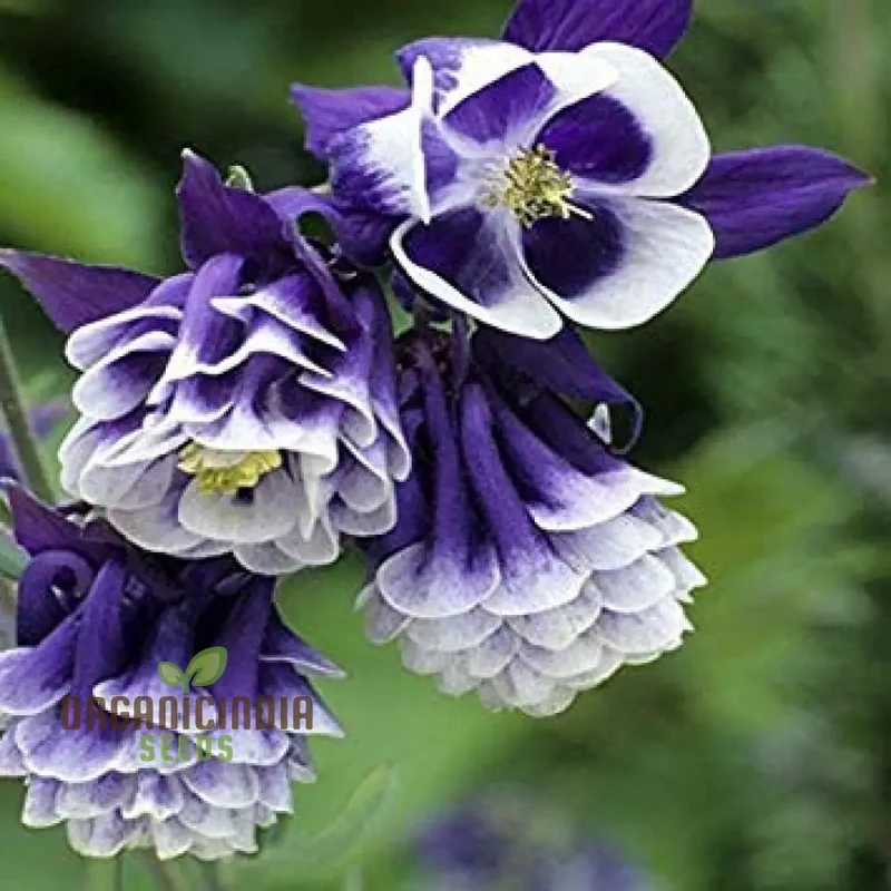 Double Petunia Flower Seeds, Planting - 100 pcs