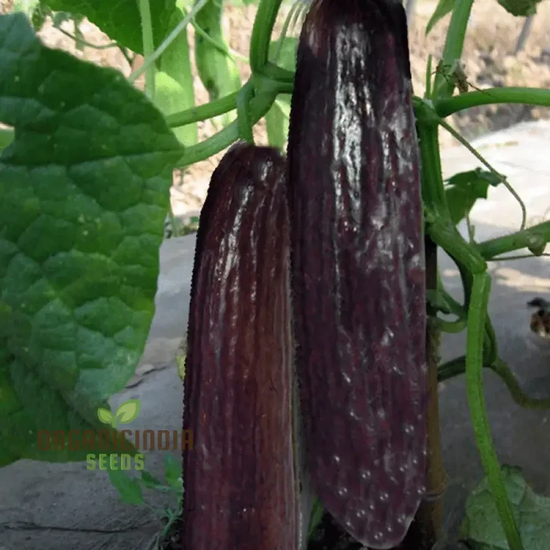 Bell Semi Aroma Riccore Seeds for Planting