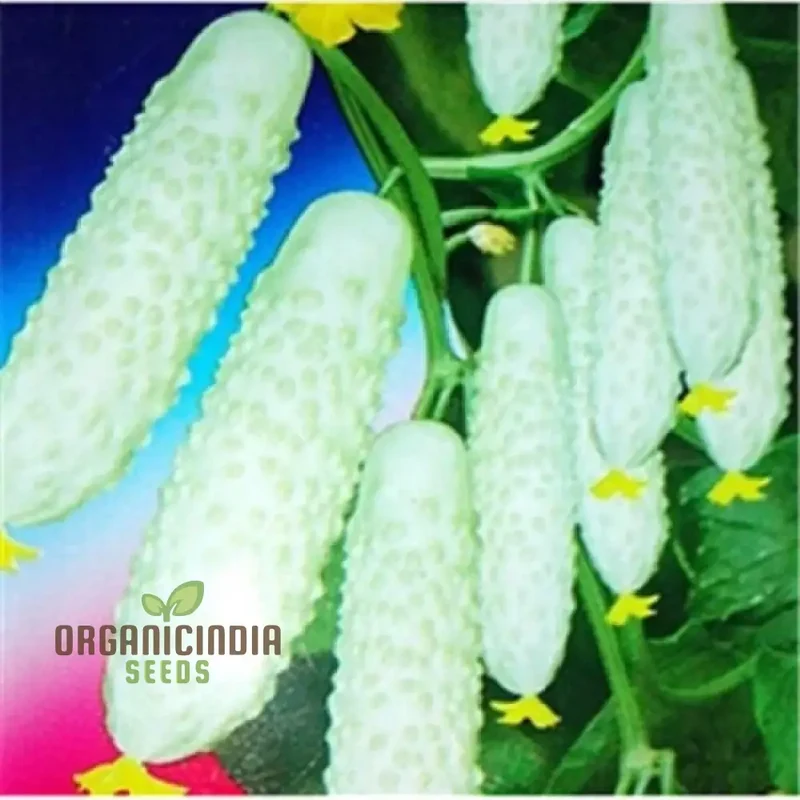 Bell Semi Aroma Riccore Seeds for Planting