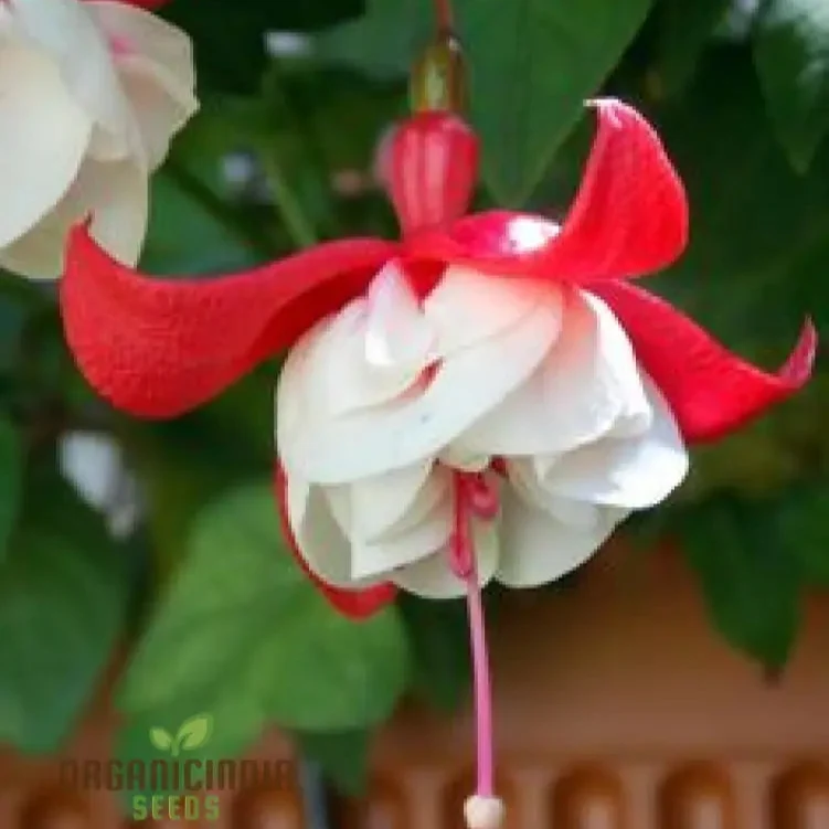Rari Verde Milii Beautiful Flower Seeds for Planting