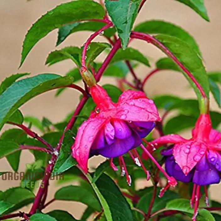 Rari Verde Milii Beautiful Flower Seeds for Planting