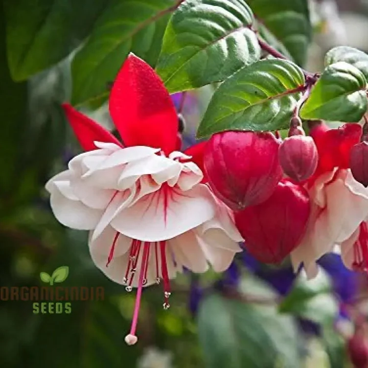 Rari Verde Milii Beautiful Flower Seeds for Planting