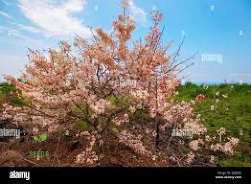 Golden Rain Tree or Purging Cassia Seeds for Planting