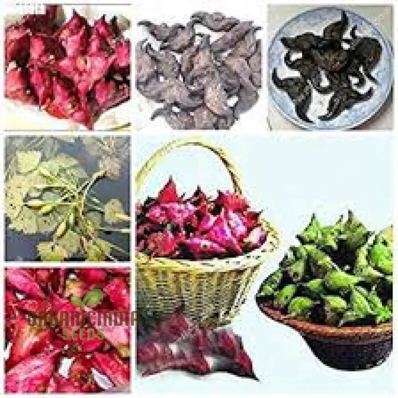 Italian Water Vegetable Seeds, Planting