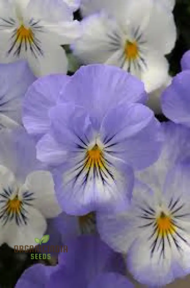 Pansy Cooling Greeting Frost Seeds, Planting, 100 pcs