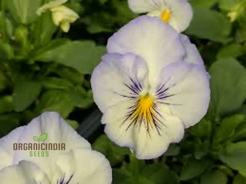 Pansy Cooling Greeting Frost Seeds, Planting, 100 pcs