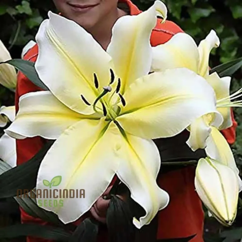 Earth-Cent Crisantamo Flower Seeds for Planting - 100 pcs