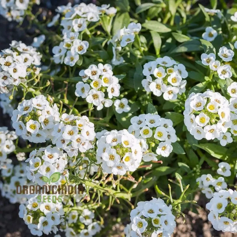 Sweet White Alyssum Snow Seeds for Planting - 100 pcs