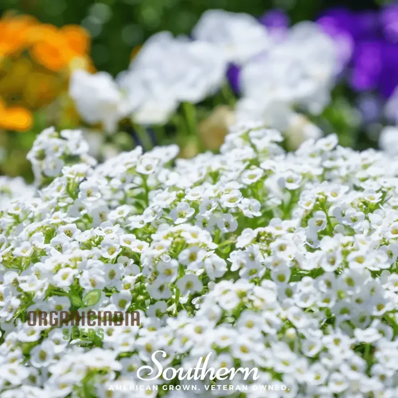 Sweet White Alyssum Snow Seeds for Planting - 100 pcs