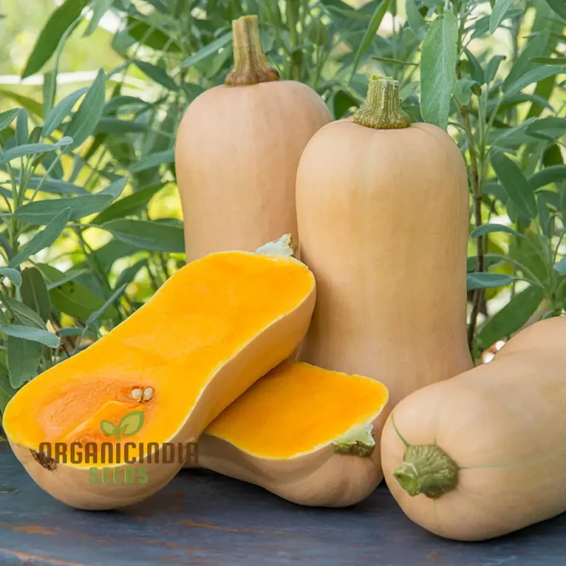 Waltham Butternut Squash Seeds for Planting - 100 pcs