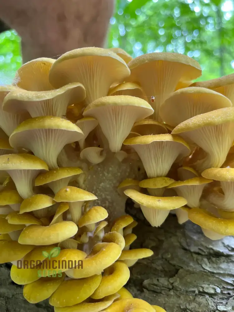 Mushroom Growing Wooden Sticks Seeds for Planting - 100 pcs