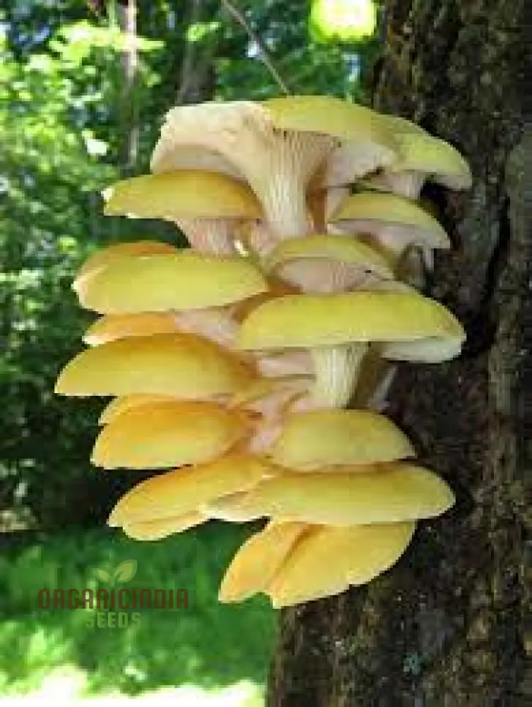 Mushroom Growing Wooden Sticks Seeds for Planting - 100 pcs