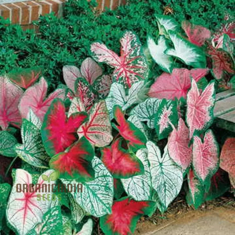 Caladium Burnt Rose Seeds – Colorful Foliage Plant for Shaded Gardens & Containers