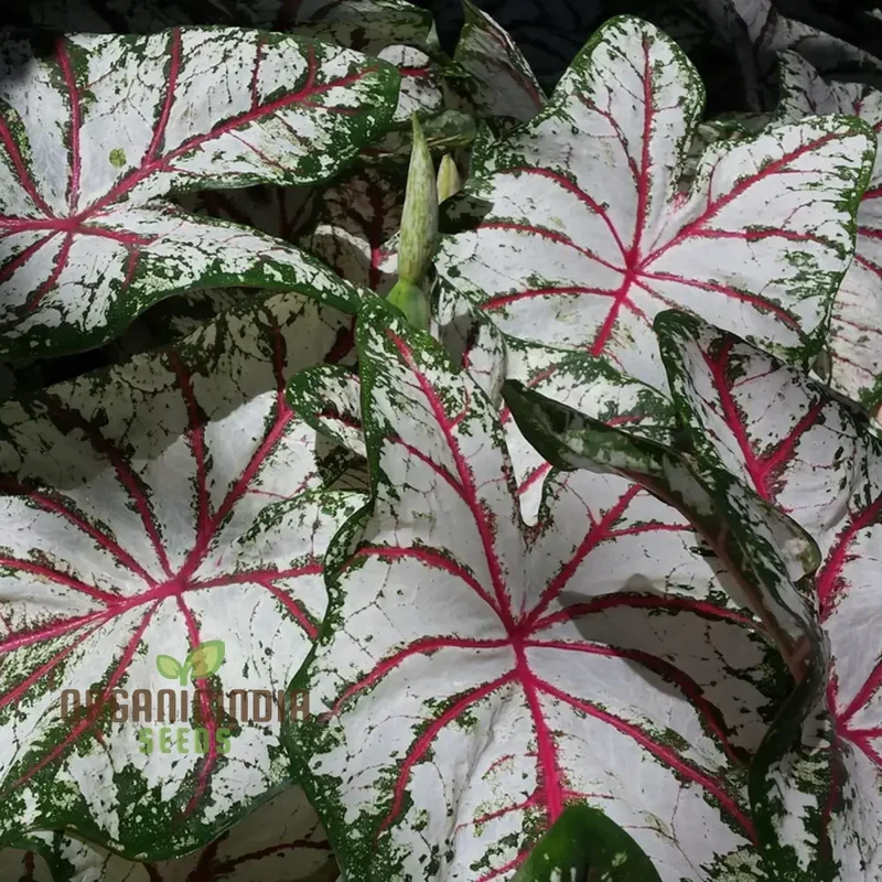 Caladium Burnt Rose Seeds – Colorful Foliage Plant for Shaded Gardens & Containers