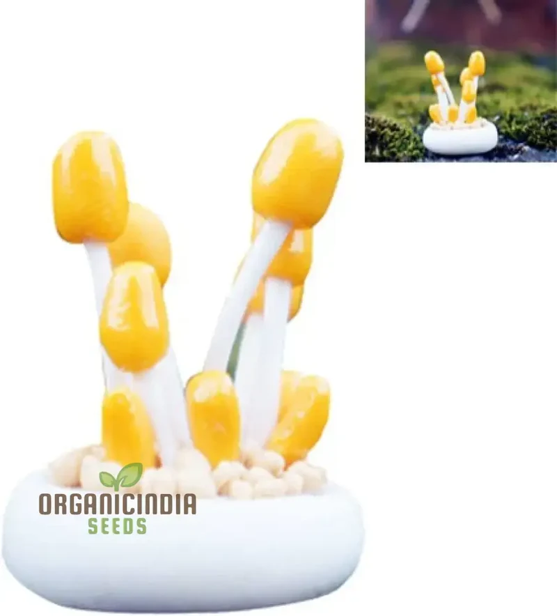 Flax Linseed Seeds Hanging Bonsai, Planting, 100 pcs