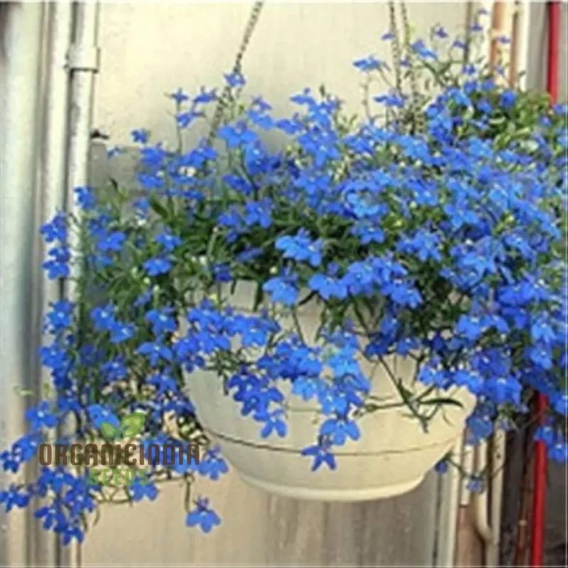 Flax Linseed Seeds Hanging Bonsai, Planting, 100 pcs